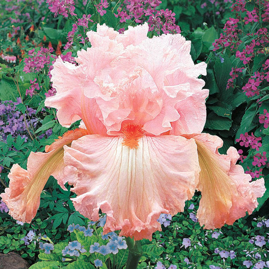 Augustine Reblooming Bearded Iris Species Growing Bonsai Bulbs Roots Rhizomes Corms Tubers Potted Planting Reblooming Fragrant Garden Flower Seeds Plant