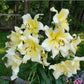 Big Brother Giant Lily Blooms Species Growing Bonsai Bulbs Roots Rhizomes Corms Tubers Potted Planting Reblooming Fragrant Garden Flower Seeds Plant