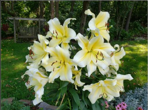 Big Brother Giant Lily Blooms Species Growing Bonsai Bulbs Roots Rhizomes Corms Tubers Potted Planting Reblooming Fragrant Garden Flower Seeds Plant