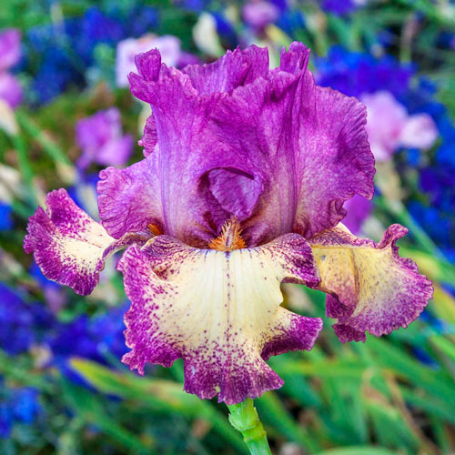 Rock Star German Iris Flowering Perennial Iris Species Growing Bonsai Bulbs Roots Rhizomes Corms Tubers Potted Planting Reblooming Fragrant Garden Flower Seeds Plant