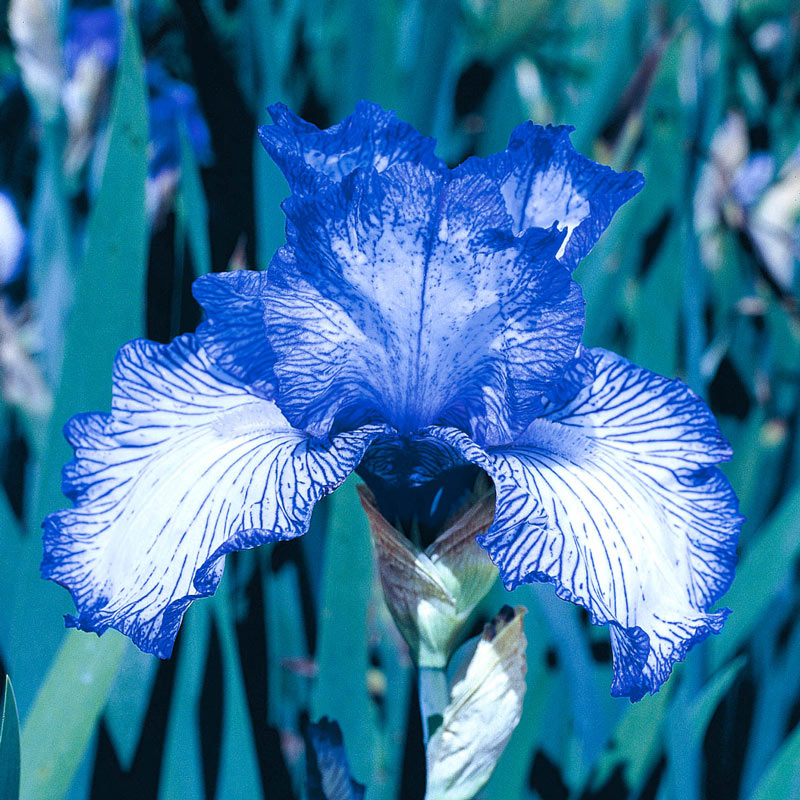 Autumn Circus Reblooming Bearded Iris Species Growing Bonsai Bulbs Roots Rhizomes Corms Tubers Potted Planting Reblooming Fragrant Garden Flower Seeds Plant