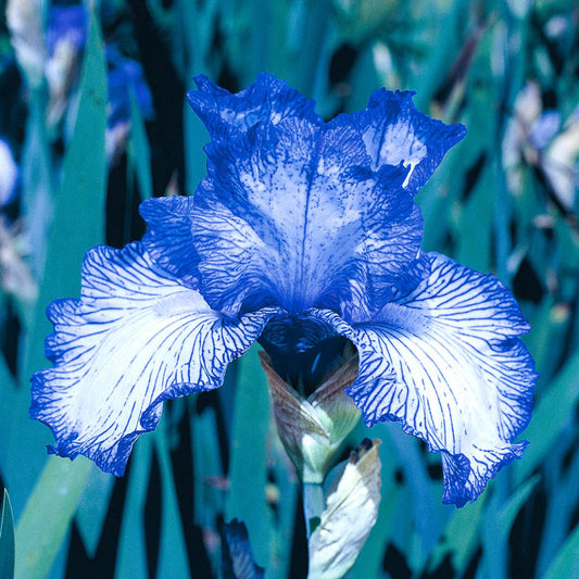 Autumn Circus Reblooming Bearded Iris Species Growing Bonsai Bulbs Roots Rhizomes Corms Tubers Potted Planting Reblooming Fragrant Garden Flower Seeds Plant