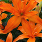 Scoubidou Asiatic Hybrid Lily Blooms Species Growing Bonsai Bulbs Roots Rhizomes Corms Tubers Potted Planting Reblooming Fragrant Garden Flower Seeds Plant