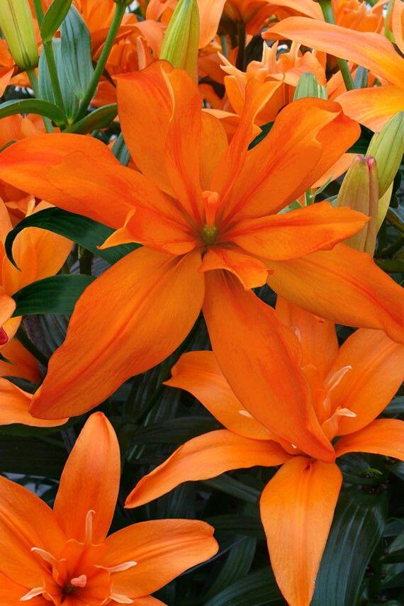 Scoubidou Asiatic Hybrid Lily Blooms Species Growing Bonsai Bulbs Roots Rhizomes Corms Tubers Potted Planting Reblooming Fragrant Garden Flower Seeds Plant