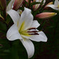 Saronno Orienpet Hybrid Lily Blooms Species Growing Bonsai Bulbs Roots Rhizomes Corms Tubers Potted Planting Reblooming Fragrant Garden Flower Seeds Plant