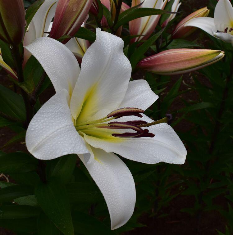 Saronno Orienpet Hybrid Lily Blooms Species Growing Bonsai Bulbs Roots Rhizomes Corms Tubers Potted Planting Reblooming Fragrant Garden Flower Seeds Plant
