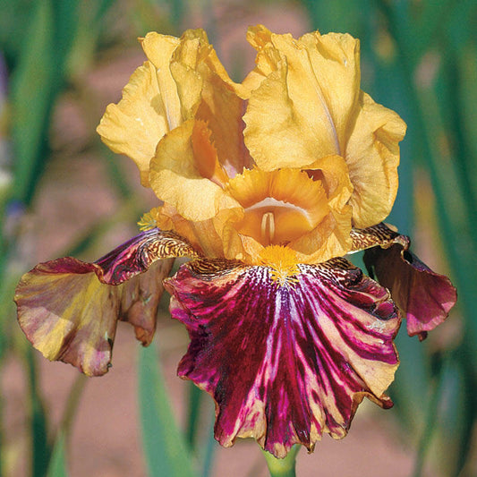 Ziggy Reblooming Bearded Iris Species Growing Bonsai Bulbs Roots Rhizomes Corms Tubers Potted Planting Reblooming Fragrant Garden Flower Seeds Plant