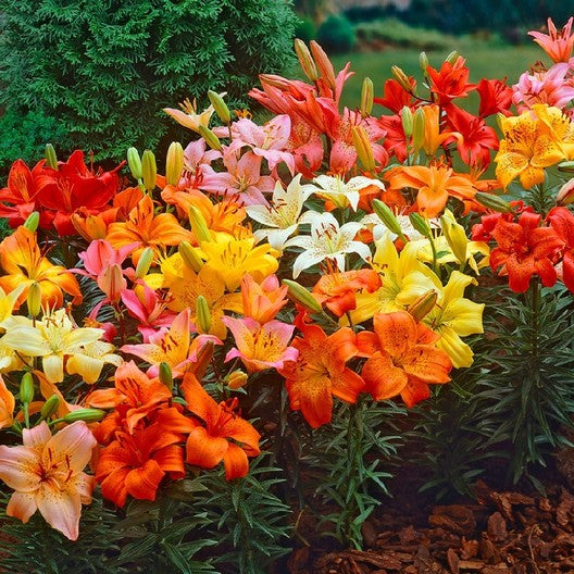 Asiatic Lily Bulbs Dwarf Mix Lily Blooms Species Growing Bonsai Bulbs Roots Rhizomes Corms Tubers Potted Planting Reblooming Fragrant Garden Flower Seeds Plant