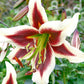 Beverly Dreams Lily Tree Lily Blooms Species Growing Bonsai Bulbs Roots Rhizomes Corms Tubers Potted Planting Reblooming Fragrant Garden Flower Seeds Plant