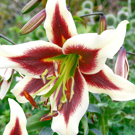 Beverly Dreams Lily Tree Lily Blooms Species Growing Bonsai Bulbs Roots Rhizomes Corms Tubers Potted Planting Reblooming Fragrant Garden Flower Seeds Plant