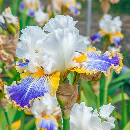 Wild Angel Bearded Iris Species Growing Bonsai Bulbs Roots Rhizomes Corms Tubers Potted Planting Reblooming Fragrant Garden Flower Seeds Plant