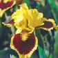 Ultimate Dwarf Bearded Iris Species Growing Bonsai Bulbs Roots Rhizomes Corms Tubers Potted Planting Reblooming Fragrant Garden Flower Seeds Plant