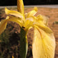 Bearded Iris Species Growing In Roadside Ditch In The City of Grants Pass In Josephine County In Oregon Garden Flower Seeds Plant