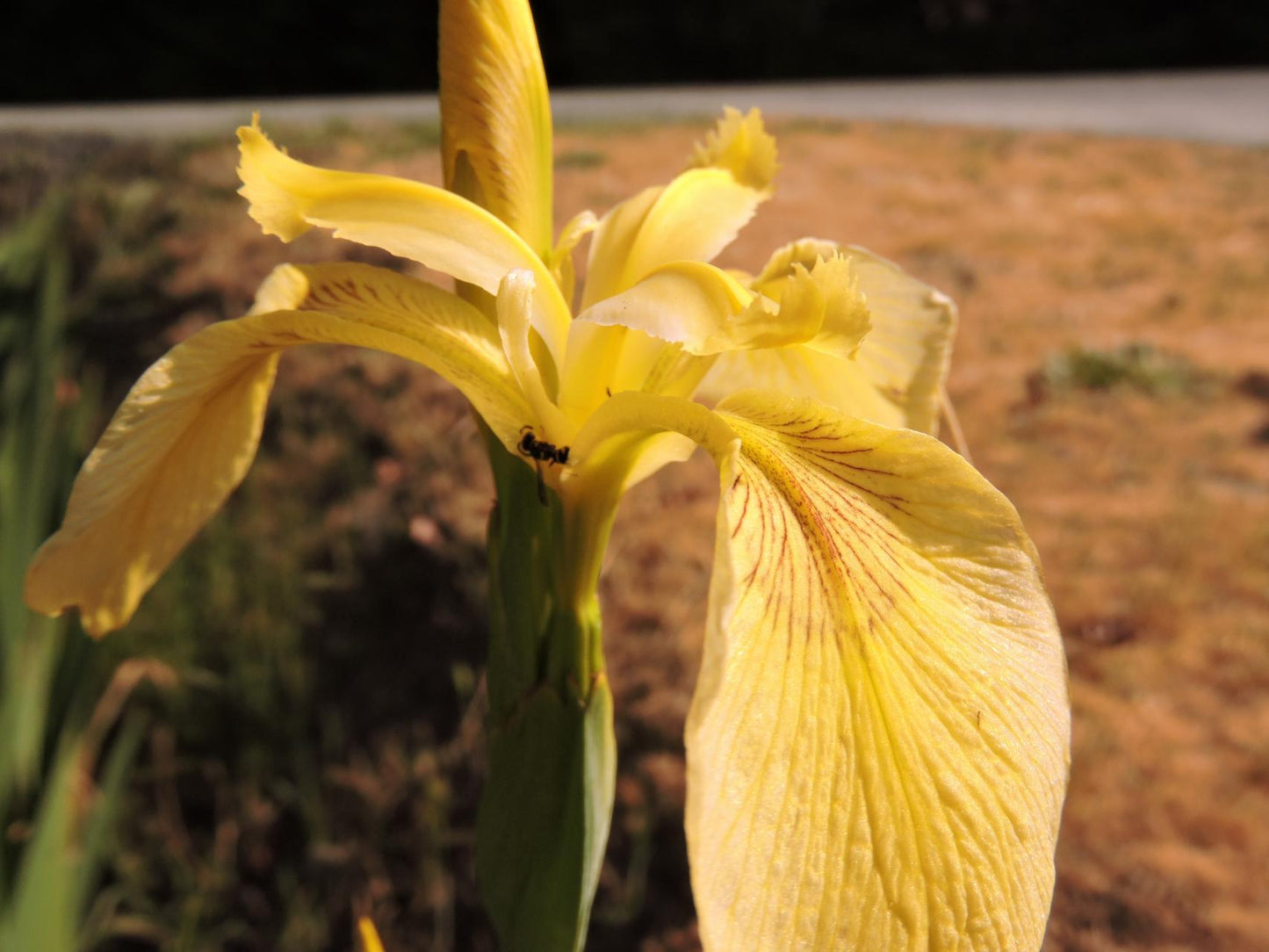 Bearded Iris Species Growing In Roadside Ditch In The City of Grants Pass In Josephine County In Oregon Garden Flower Seeds Plant