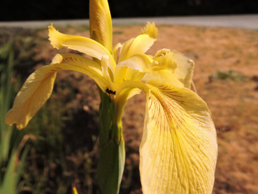 Bearded Iris Species Growing In Roadside Ditch In The City of Grants Pass In Josephine County In Oregon Garden Flower Seeds Plant