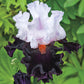 Starring Tall Bearded Iris Species Growing Bonsai Bulbs Roots Rhizomes Corms Tubers Potted Planting Reblooming Fragrant Garden Flower Seeds Plant