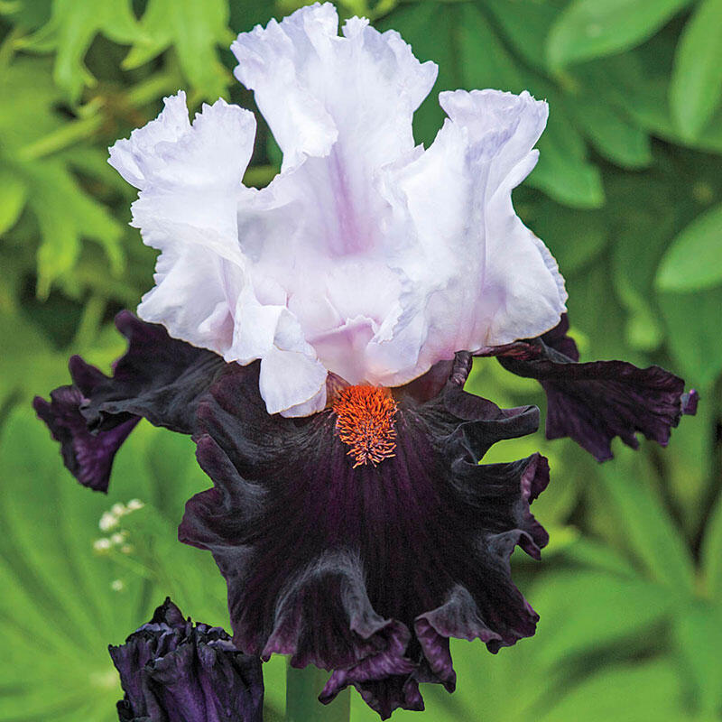 Starring Tall Bearded Iris Species Growing Bonsai Bulbs Roots Rhizomes Corms Tubers Potted Planting Reblooming Fragrant Garden Flower Seeds Plant