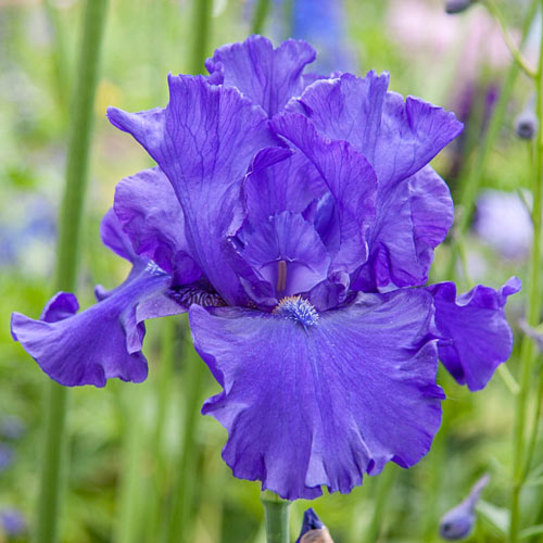 Blueberry Bliss Bearded Iris Species Growing Bonsai Bulbs Roots Rhizomes Corms Tubers Potted Planting Reblooming Fragrant Garden Flower Seeds Plant