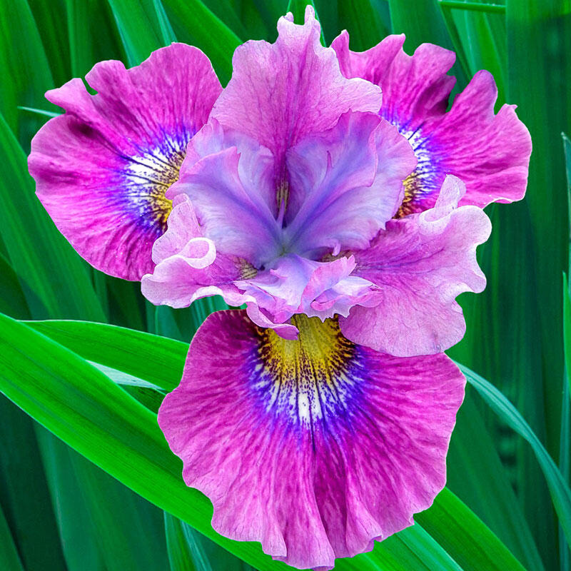 Careless Sally Siberian Iris Iris Species Growing Bonsai Bulbs Roots Rhizomes Corms Tubers Potted Planting Reblooming Fragrant Garden Flower Seeds Plant