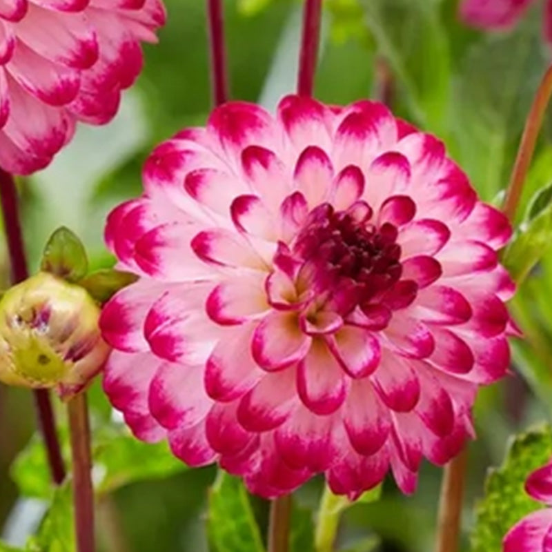 Dahlia Seeds with White Petals and Magenta Flower Edges