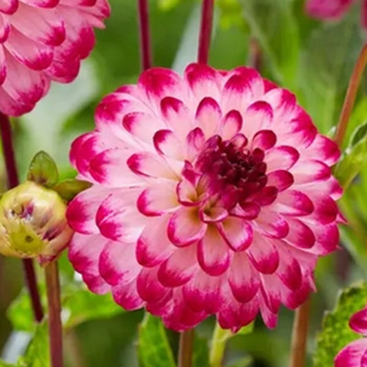 Dahlia Seeds with White Petals and Magenta Flower Edges