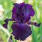 Superstition Bearded Iris Species Growing Bonsai Bulbs Roots Rhizomes Corms Tubers Potted Planting Reblooming Fragrant Garden Flower Seeds Plant