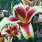Sweetheart Orienpet Hybrid Lily Blooms Species Growing Bonsai Bulbs Roots Rhizomes Corms Tubers Potted Planting Reblooming Fragrant Garden Flower Seeds Plant