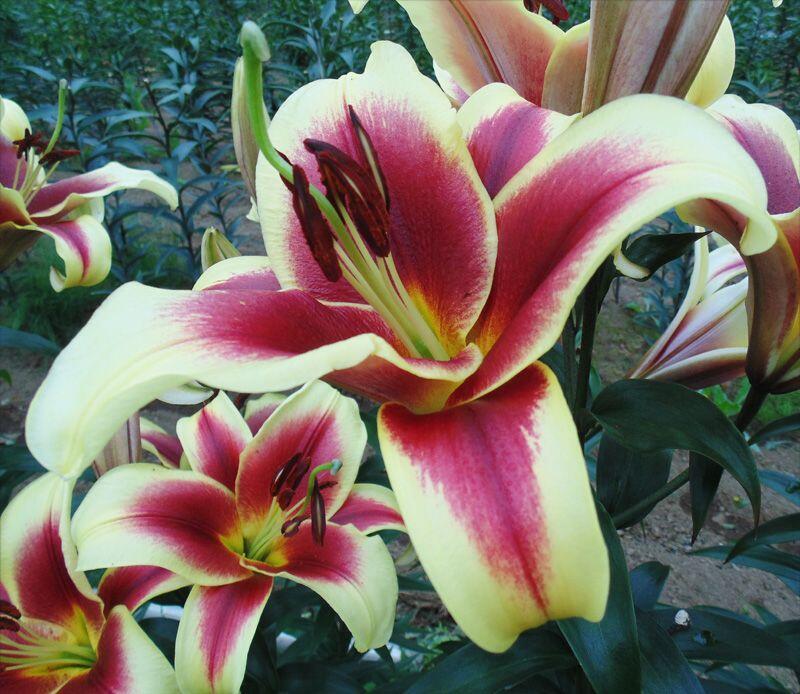 Sweetheart Orienpet Hybrid Lily Blooms Species Growing Bonsai Bulbs Roots Rhizomes Corms Tubers Potted Planting Reblooming Fragrant Garden Flower Seeds Plant