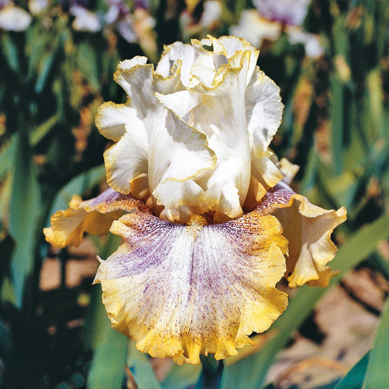 Ring Around Rosie Reblooming Tall Bearded Iris Species Growing Bonsai Bulbs Roots Rhizomes Corms Tubers Potted Planting Reblooming Fragrant Garden Flower Seeds Plant