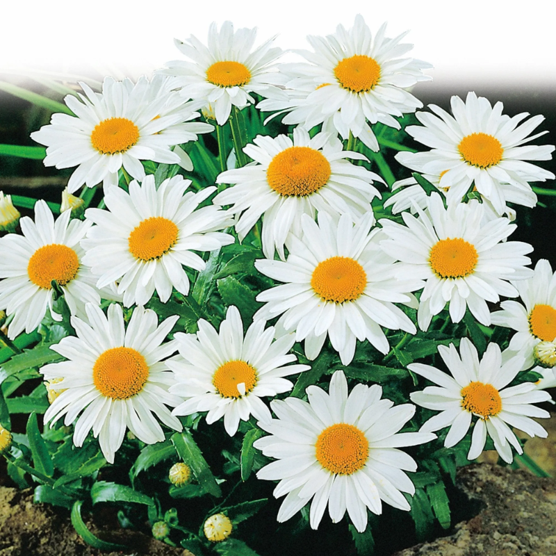 Shasta Daisy Seeds, Alaska