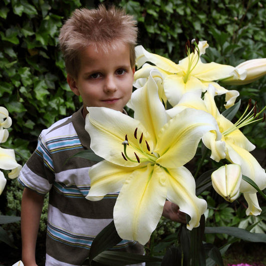 Big Brother Oriental Lily Blooms Species Growing Bonsai Bulbs Roots Rhizomes Corms Tubers Potted Planting Reblooming Fragrant Garden Flower Seeds Plant