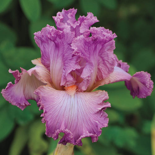 Social Graces Laced German Iris Cordoba Bearded Iris Pink Reblooming Root Start Rhizome Bulb Simply Beautiful Flowering Perennial