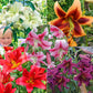 Summer Stunner Lily Tree Collection Lily Blooms Species Growing Bonsai Bulbs Roots Rhizomes Corms Tubers Potted Planting Reblooming Fragrant Garden Flower Seeds Plant