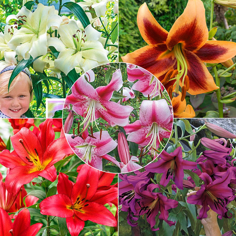 Summer Stunner Lily Tree Collection Lily Blooms Species Growing Bonsai Bulbs Roots Rhizomes Corms Tubers Potted Planting Reblooming Fragrant Garden Flower Seeds Plant