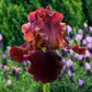 Bernice's Legacy Bearded Iris Reblooming Beautiful Bearded Iris Fragrant Fall Blooms Flower Seeds Plant