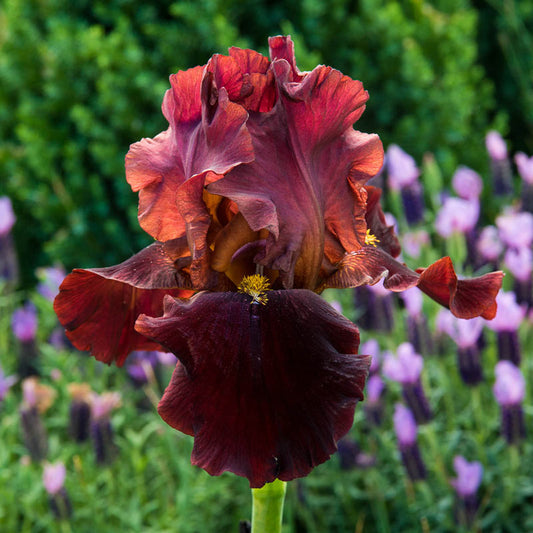 Bernice's Legacy Bearded Iris Reblooming Beautiful Bearded Iris Fragrant Fall Blooms Flower Seeds Plant