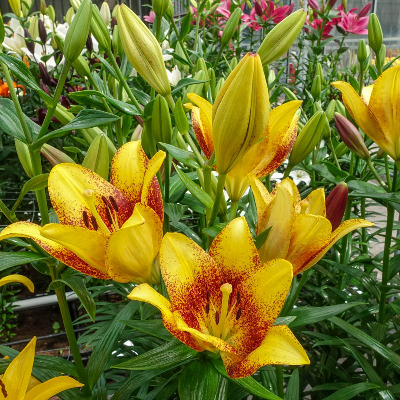 Sweet Valley Lily Blooms Species Growing Bonsai Bulbs Roots Rhizomes Corms Tubers Potted Planting Reblooming Fragrant Garden Flower Seeds Plant