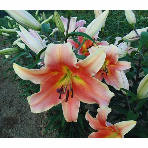 Zelmira Orienpet Hybrid Lily Blooms Species Growing Bonsai Bulbs Roots Rhizomes Corms Tubers Potted Planting Reblooming Fragrant Garden Flower Seeds Plant
