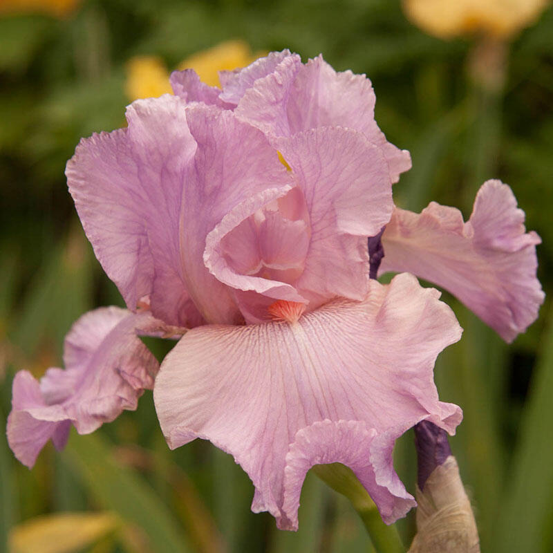 Wild Irish Rose Tall Bearded Iris Species Growing Bonsai Bulbs Roots Rhizomes Corms Tubers Potted Planting Reblooming Fragrant Garden Flower Seeds Plant