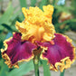 Decadence Bearded Iris Perennial Showy Flowering Plants Bonsai Add Variety of Flower Colors to Your Garden Garden Seeds Plant