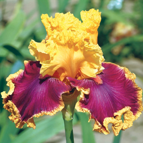 Decadence Bearded Iris Perennial Showy Flowering Plants Bonsai Add Variety of Flower Colors to Your Garden Garden Seeds Plant