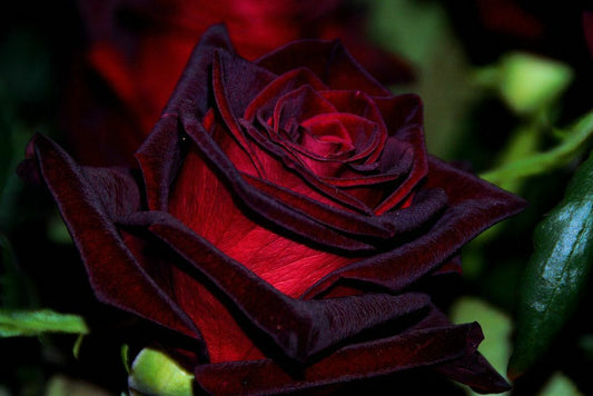 Black Red Rose Seedlings Flower Seeds Perennial Growing Bonsai Corms Tubers Potted Planting Reblooming Fragrant Garden Roots Rhizomes Species Blooms Plant Bulbs Gardening Tree