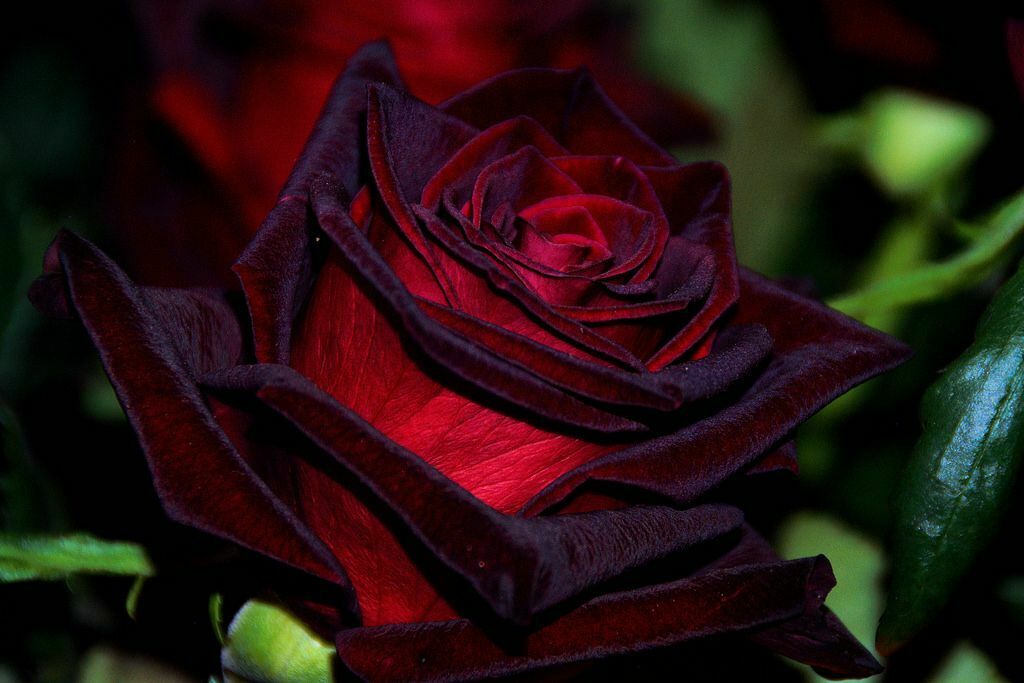 Black Red Rose Seedlings Flower Seeds Perennial Growing Bonsai Corms Tubers Potted Planting Reblooming Fragrant Garden Roots Rhizomes Species Blooms Plant Bulbs Gardening Tree