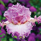 Social Graces Bearded Iris Species Growing Bonsai Bulbs Roots Rhizomes Corms Tubers Potted Planting Reblooming Fragrant Garden Flower Seeds Plant