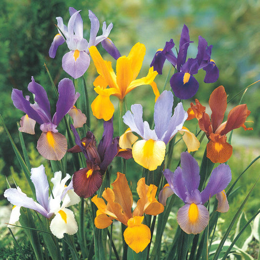 Beauty Dutch Iris Mixture Bearded Iris Species Growing Bonsai Bulbs Roots Rhizomes Corms Tubers Potted Planting Reblooming Fragrant Garden Flower Seeds Plant