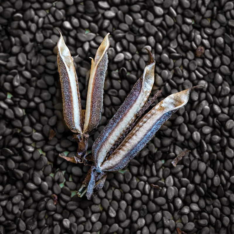 Herb, Sesame