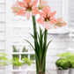 Apricot Parfait Amaryllis Hippeastrum Blooms Species Growing Bonsai Bulbs Roots Rhizomes Corms Tubers Potted Planting Reblooming Fragrant Garden Flower Seeds Plant  Size 12-16cm