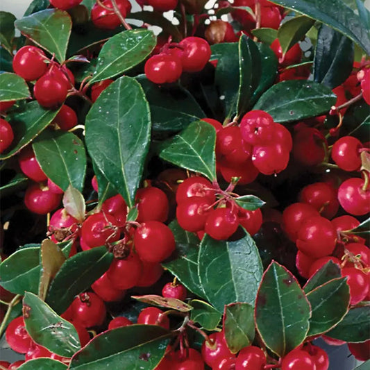 Herb, Wintergreen with Decorative Wrap