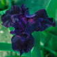 Bad Intentions Dwarf Bearded Iris Species Growing Bonsai Bulbs Roots Rhizomes Corms Tubers Potted Planting Reblooming Fragrant Garden Flower Seeds Plant