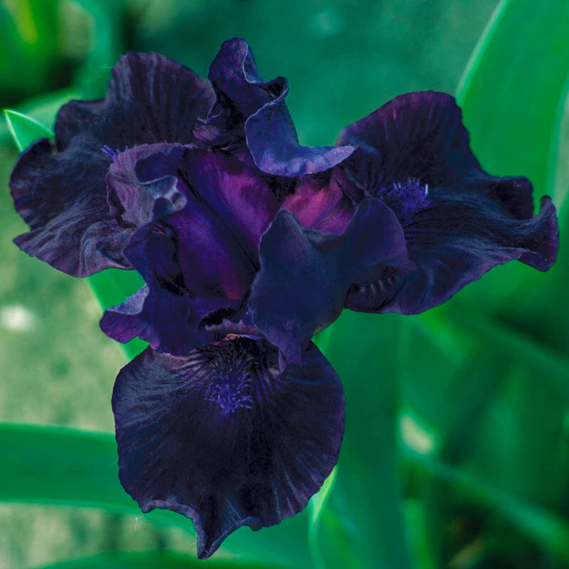 Bad Intentions Dwarf Bearded Iris Species Growing Bonsai Bulbs Roots Rhizomes Corms Tubers Potted Planting Reblooming Fragrant Garden Flower Seeds Plant